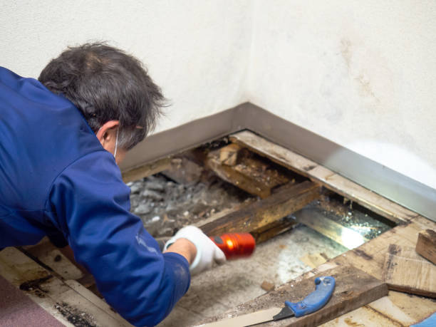 Best Toxic Mold Removal  in Excelsior Springs, MO