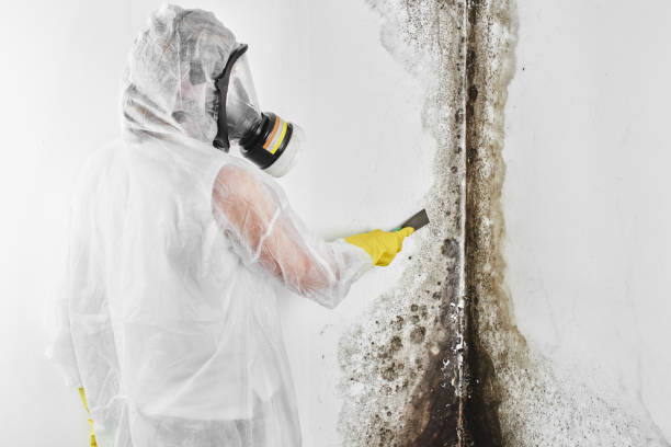Best Mold Damage Repair  in Excelsior Springs, MO